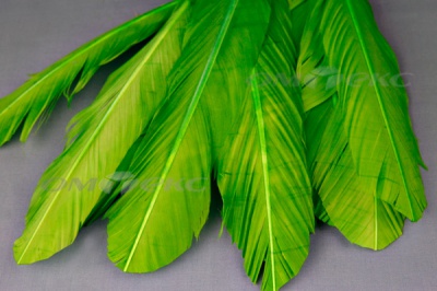 Декоративный Пучок из перьев, перо 24см/зеленый - купить в Махачкале. Цена: 12.19 руб.