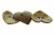 Деревянные украшения для рукоделия пуговицы "Кокос" #1 - купить в Махачкале. Цена: 55.18 руб.