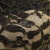 Кружевное полотно XD LACE 1-4, 80 гр/м2, шир.150см, цвет чёрный - купить в Махачкале. Цена 248.45 руб.